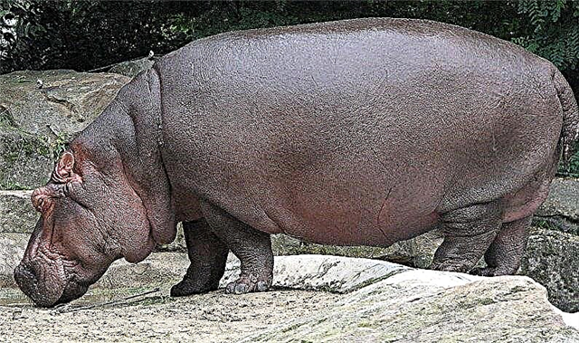 Os animais mais pesados ​​- lista, descrição, peso, onde estão, fotos e vídeos