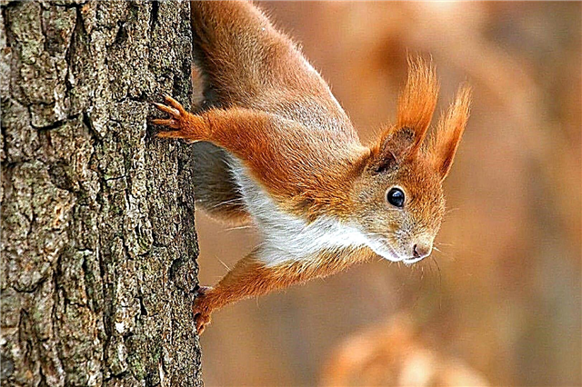 Squirrels - interesting facts, photos and video