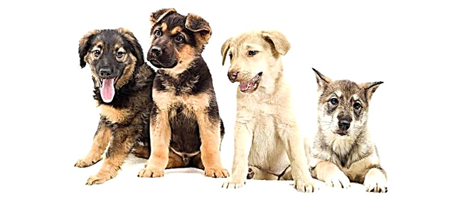How to choose a puppy? Description, photo and video