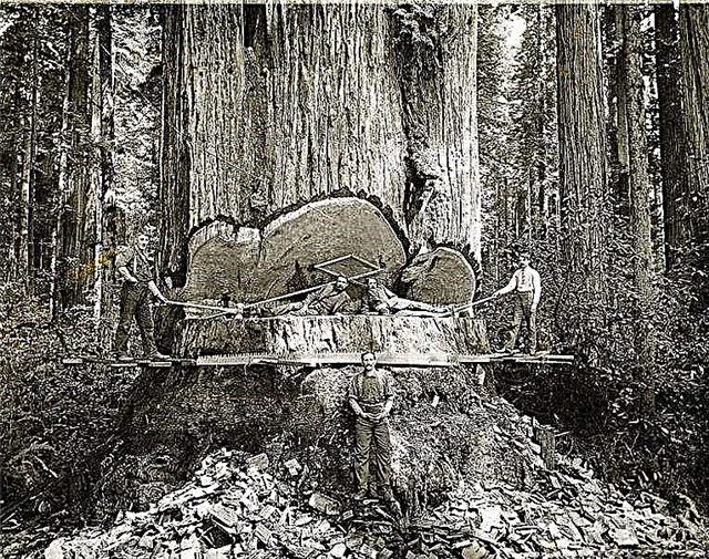 Sequoia adalah pohon tertinggi di dunia. Dimensi, deskripsi, tempat tumbuh, foto, dan video
