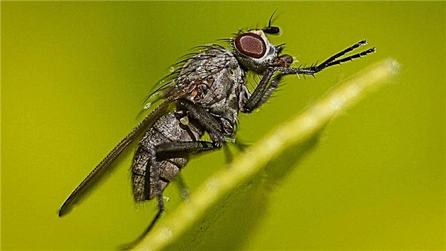 Hvorfor gnir fluer labbene sammen?