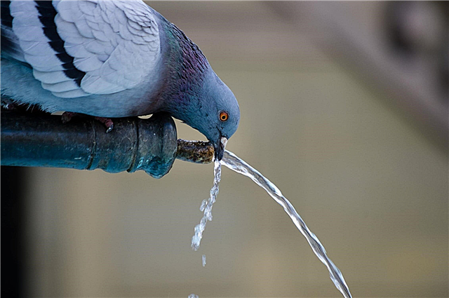 How do pigeons drink water without raising their heads? Description, photo and video