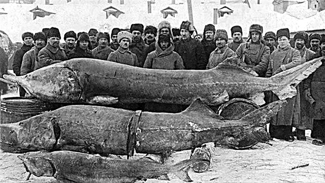 O maior peixe do rio da Rússia - lista, tamanhos, fotos e vídeo