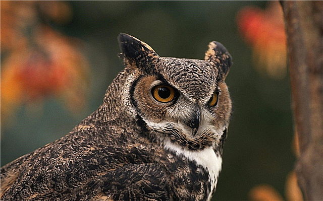 Big horned owl - interesting facts