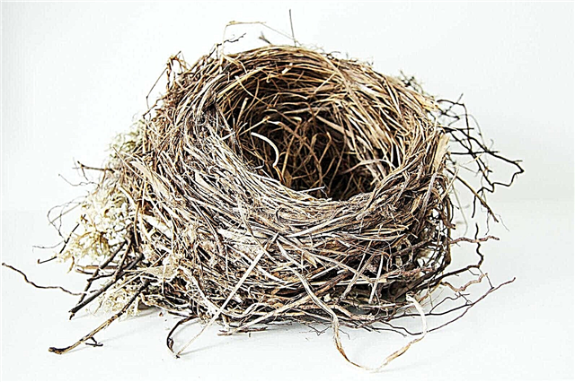 ¿Cómo construyen los nidos los pájaros? Descripción, foto y video