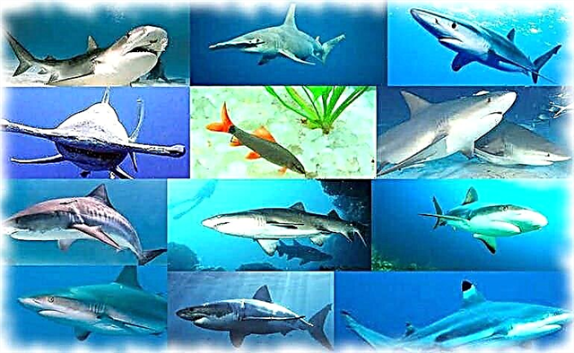 أندر أسماك القرش - القائمة والوصف ومكان العثور عليها والصور ومقاطع الفيديو