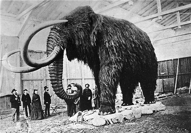 Why did mammoths die out? Hypotheses, photos and videos