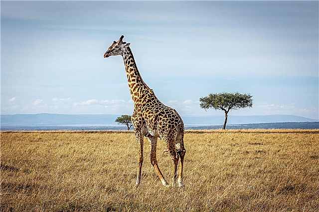 Giraffe - foto's, video's, beschrijving, bereik, voedsel, vijanden, fokken en ondersoorten