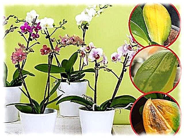 Kodėl orchidėja pagelsta?