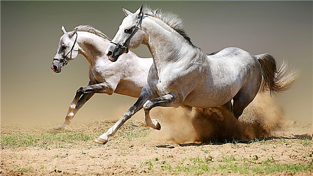 The most expensive horse breeds in the world - list, price, photos and video