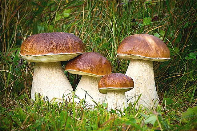 ¿Por qué los hongos del bosque se comen principalmente en Rusia y en los países de la antigua URSS?