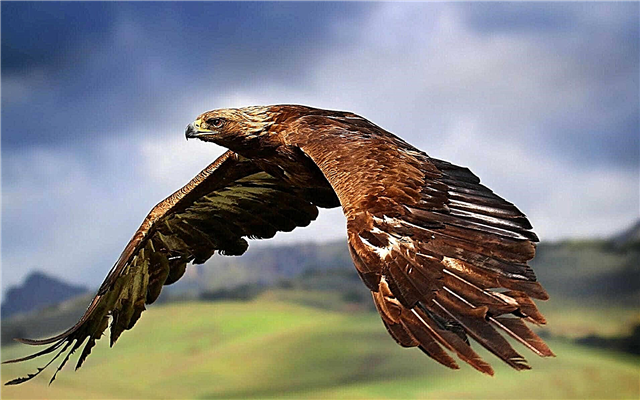 Eagle - description, caractéristiques, chasse, vue, familles, photos et vidéo