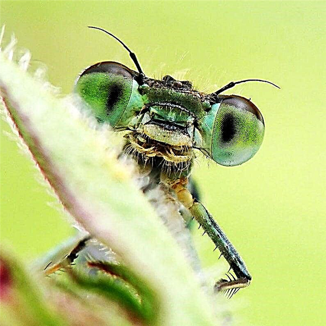 Најопаснији инсекти - листа опасних, имена, где се налазе, фотографије и видео снимци