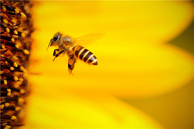 Scientists have revealed the negative impact of Wi-Fi on bees