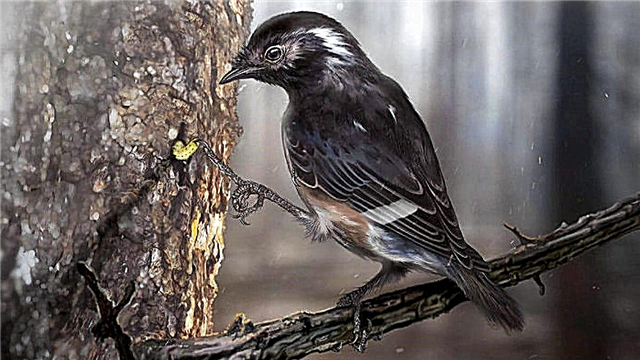 Paleontologit löysivät muinaisen linnun sormella poimintaan