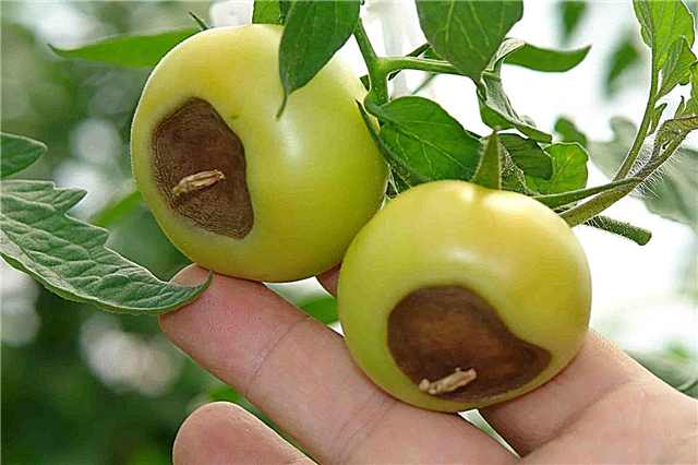 Why do tomatoes turn black?