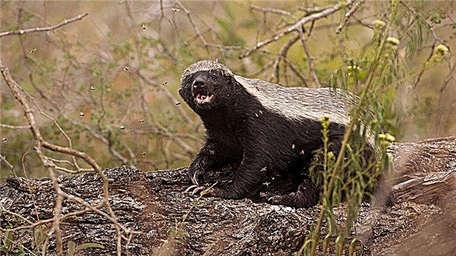 Honey badger - description, area, what to eat, breeding, lifestyle, photos and video
