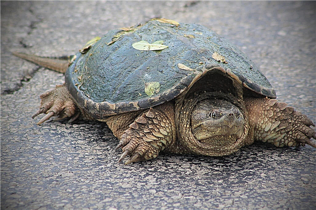 Tim rùa giúp thích nghi với môi trường không có oxy