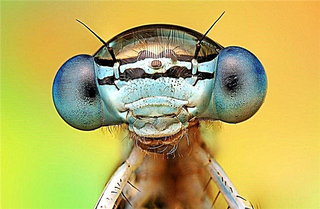 Insekten und ihre Larven - Beschreibung, Foto und Video