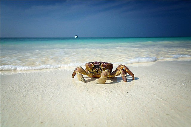 Warum gehen Krabben seitwärts?