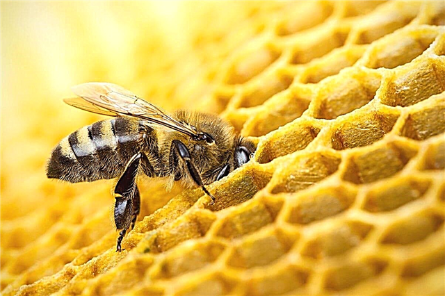 لماذا يصنع النحل العسل أكثر مما يحتاجون؟