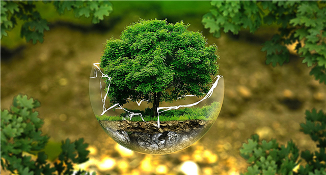 What is ecology - meaning, definition and types