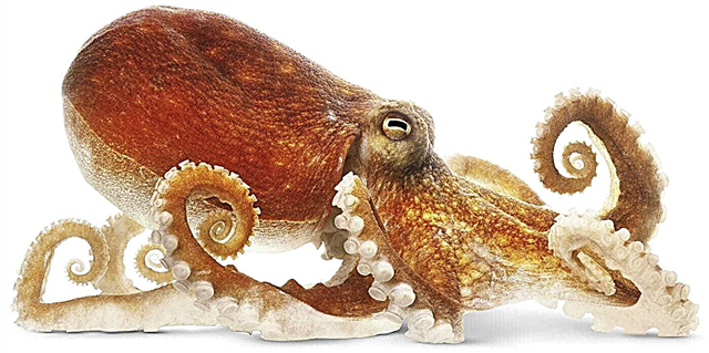 Zanimiva dejstva o hobotnicah, fotografijah in videoposnetkih