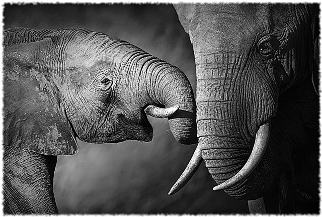 الفيلة - الهيكل والتغذية والوزن والسرعة والأعداء والصور والفيديو