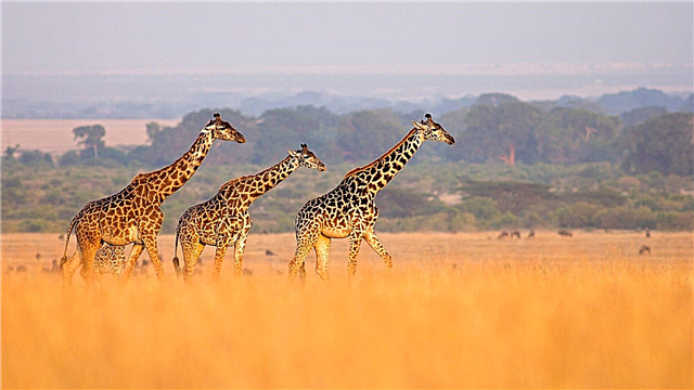 Animals of Africa - liste, beskrivelse, fotos og video
