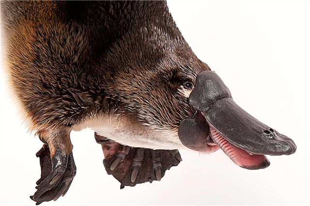 Platypus - where he lives, lifestyle, food, photos and video