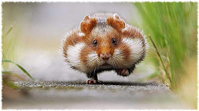 Hamster - deskripsi, jangkauan, pemuliaan, nutrisi, foto dan video