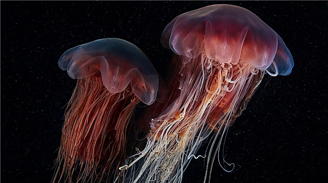 Močia medúzy navzájom?