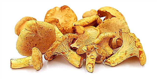 Why are chanterelles not worms?