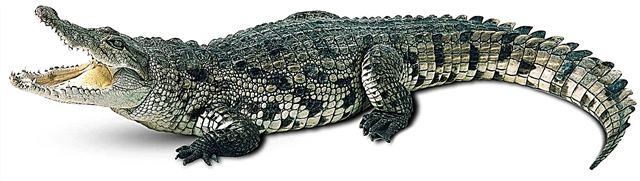 Krokodilas - kilmė, mityba, įdomūs faktai, nuotraukos ir vaizdo įrašas