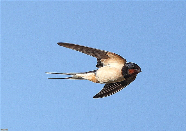 Swallows - description, range, food, species, interesting facts, photos and video
