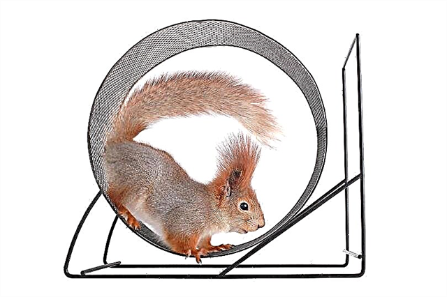 Why do hamsters and squirrels run in a wheel?