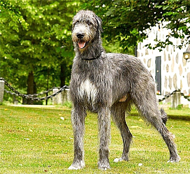 Wolfhound breeds - list, description, photo and video