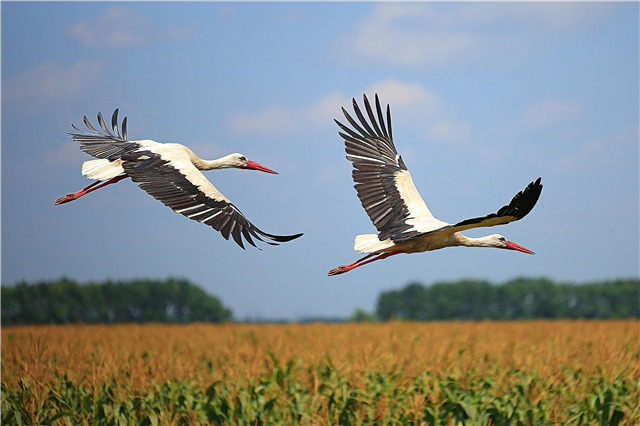 Storks - interesting facts, description, chicks, nests, photos and video