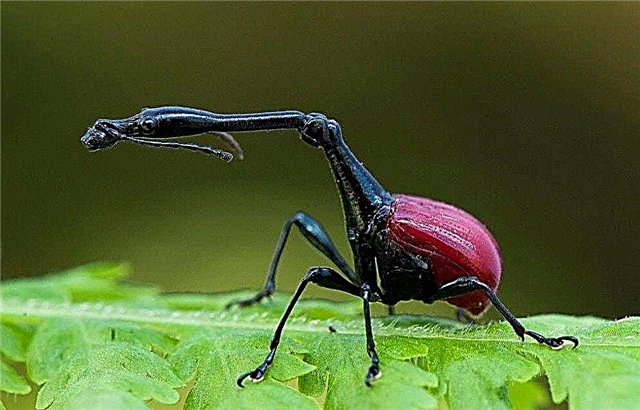The largest and smallest beetles in the world: list, names, size, photos and videos