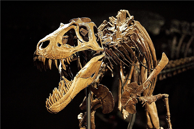 كيف يتم الحفاظ على عظام الديناصور؟ الوصف ، الرسم التخطيطي ، الفيديو