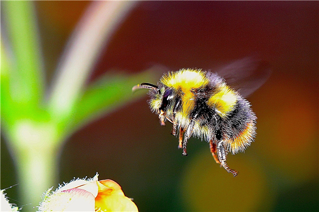هل النحل الطنان يصنع العسل؟ الوصف والصورة والفيديو