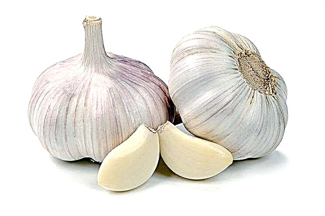 Why does garlic turn blue?