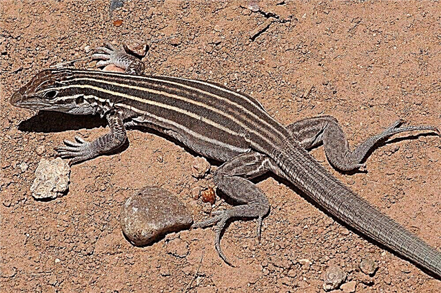 Why and how does a lizard drop its tail? Reasons, description, photo and video