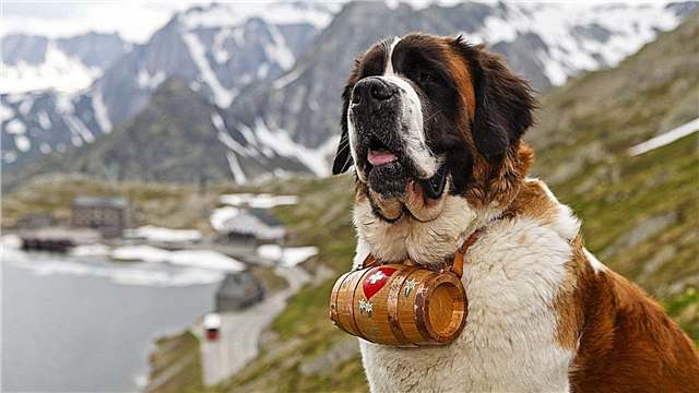 The most powerful dogs in the world - list, description, photo and video