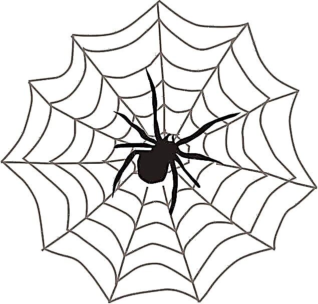 Warum weben Spinnen ein Netz? Beschreibung, Foto und Video