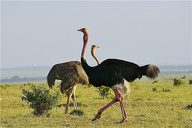 African ostrich - area, lifestyle, interesting facts, photos and video