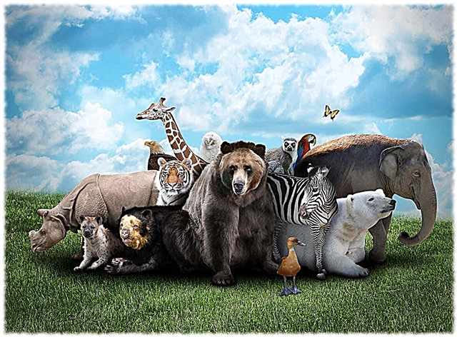 Warum kommen Tiere in Gruppen zusammen? Beschreibung, Foto und Video
