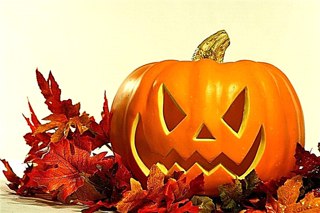 Halloween holiday - all the most interesting, a brief history, photos and videos