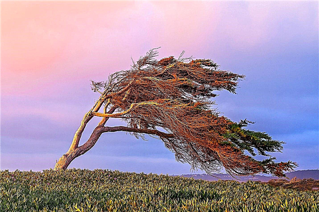 Vjetar: što je, kako se formira, vrste, snaga vjetra, fotografije i videozapisi