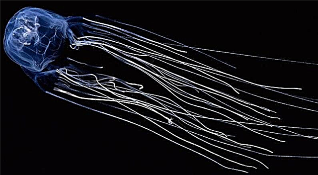La medusa más peligrosa del mundo: lista, foto y video